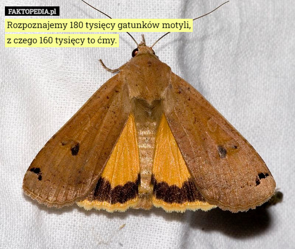 Rozpoznajemy 180 tysięcy gatunków motyli,
 z czego 160 tysięcy to ćmy. 