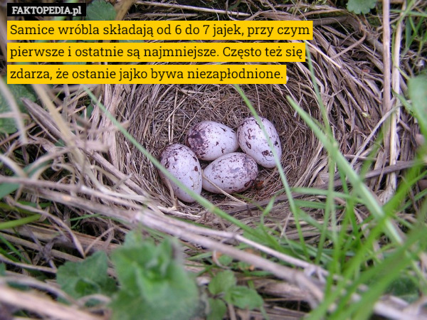 Samice wróbla składają od 6 do 7 jajek, przy czym pierwsze i ostatnie są najmniejsze. Często też się zdarza, że ostanie jajko bywa niezapłodnione. 