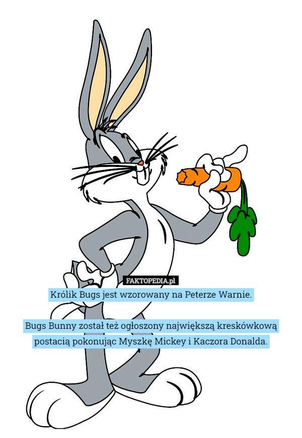 Królik Bugs jest wzorowany na Peterze Warnie.

 Bugs Bunny został też ogłoszony największą kreskówkową postacią pokonując Myszkę Mickey i Kaczora Donalda. 