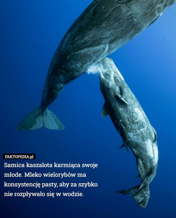 Samica kaszalota karmiąca swoje młode. Mleko wielorybów ma konsystencję pasty, aby za szybko
 nie rozpływało się w wodzie. 