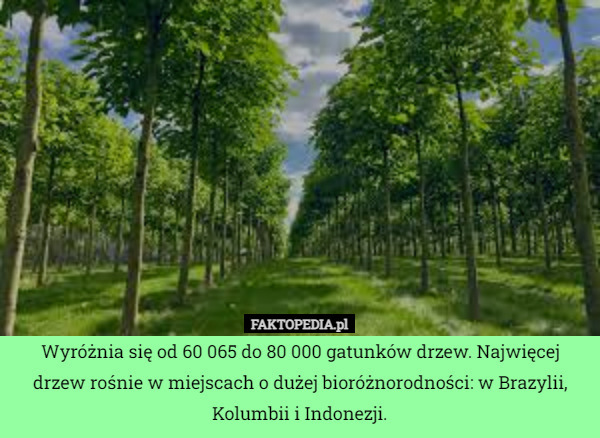 Wyróżnia się od 60 065 do 80 000 gatunków drzew. Najwięcej drzew rośnie w miejscach o dużej bioróżnorodności: w Brazylii, Kolumbii i Indonezji. 