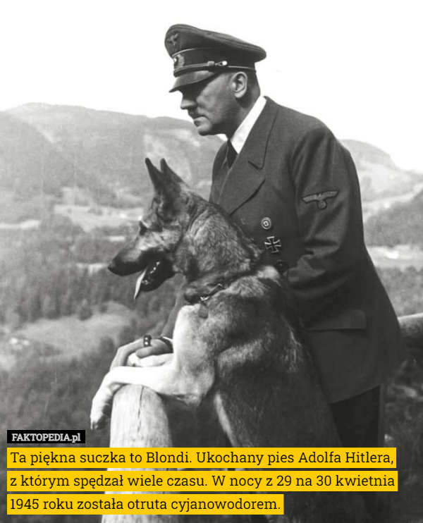 Ta piękna suczka to Blondi. Ukochany pies Adolfa Hitlera,
 z którym spędzał wiele czasu. W nocy z 29 na 30 kwietnia 1945 roku została otruta cyjanowodorem. 