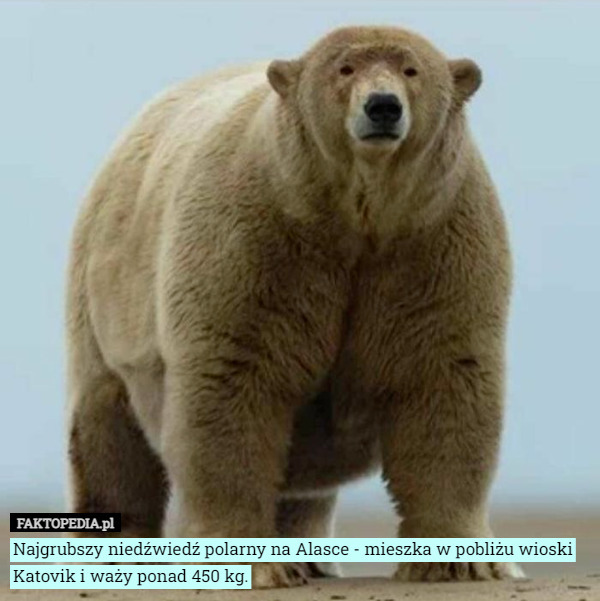 Najgrubszy niedźwiedź polarny na Alasce - mieszka w pobliżu wioski Katovik i waży ponad 450 kg. 