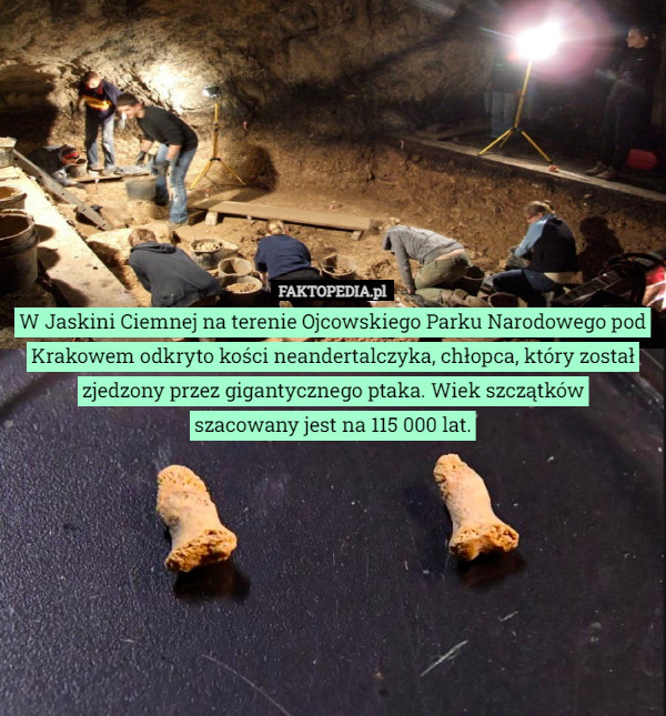 W Jaskini Ciemnej na terenie Ojcowskiego Parku Narodowego pod Krakowem odkryto kości neandertalczyka, chłopca, który został zjedzony przez gigantycznego ptaka. Wiek szczątków
 szacowany jest na 115 000 lat. 