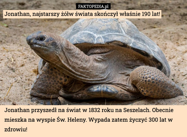 Jonathan, najstarszy żółw świata skończył właśnie 190 lat! Jonathan przyszedł na świat w 1832 roku na Seszelach. Obecnie mieszka na wyspie Św. Heleny. Wypada zatem życzyć 300 lat w zdrowiu! 