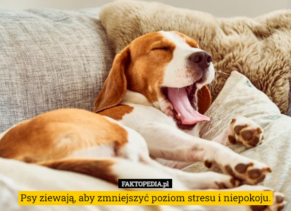 Psy ziewają, aby zmniejszyć poziom stresu i niepokoju. 