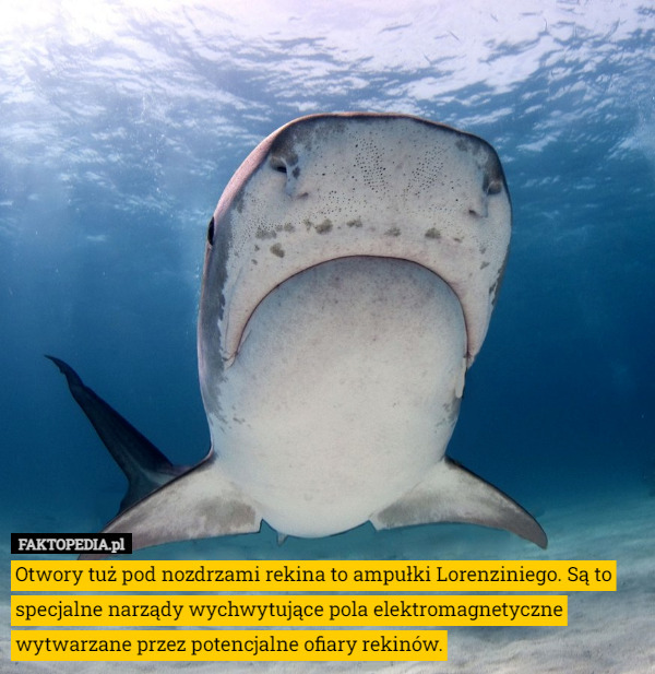 Otwory tuż pod nozdrzami rekina to ampułki Lorenziniego. Są to specjalne narządy wychwytujące pola elektromagnetyczne wytwarzane przez potencjalne ofiary rekinów. 