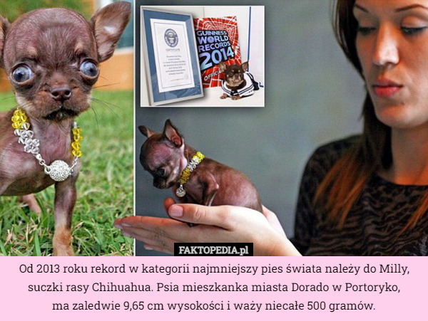 Od 2013 roku rekord w kategorii najmniejszy pies świata należy do Milly, suczki rasy Chihuahua. Psia mieszkanka miasta Dorado w Portoryko,
 ma zaledwie 9,65 cm wysokości i waży niecałe 500 gramów. 