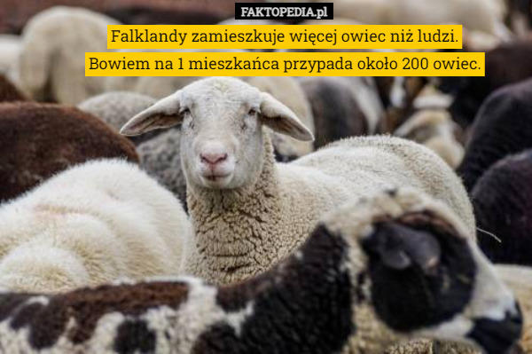 Falklandy zamieszkuje więcej owiec niż ludzi. Bowiem na 1 mieszkańca przypada około 200 owiec. 