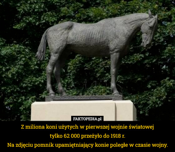 Z miliona koni użytych w pierwszej wojnie światowej
tylko 62 000 przeżyło do 1918 r.
Na zdjęciu pomnik upamiętniający konie poległe w czasie wojny. 