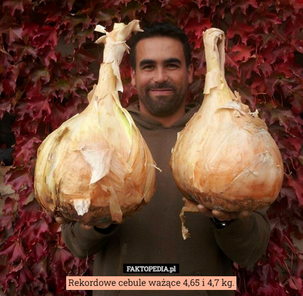 Rekordowe cebule ważące 4,65 i 4,7 kg. 