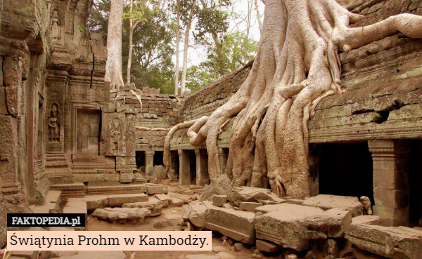 Świątynia Prohm w Kambodży. 