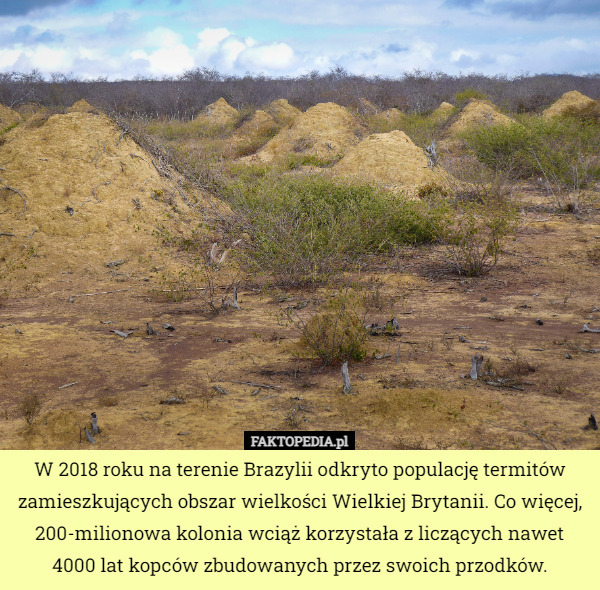 W 2018 roku na terenie Brazylii odkryto populację termitów zamieszkujących obszar wielkości Wielkiej Brytanii. Co więcej, 200-milionowa kolonia wciąż korzystała z liczących nawet 4000 lat kopców zbudowanych przez swoich przodków. 