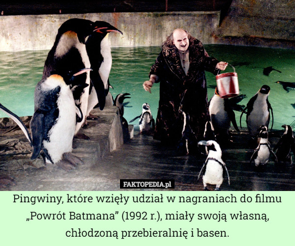 Pingwiny, które wzięły udział w nagraniach do filmu „Powrót Batmana” (1992 r.), miały swoją własną, chłodzoną przebieralnię i basen. 