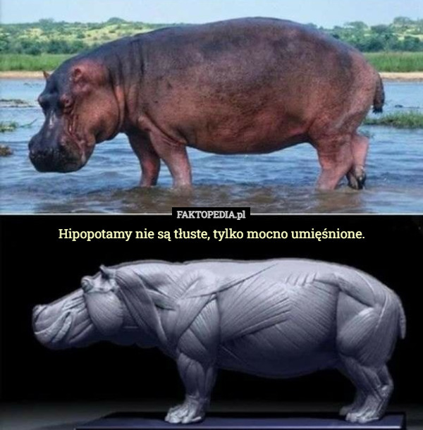Hipopotamy nie są tłuste, tylko mocno umięśnione. 