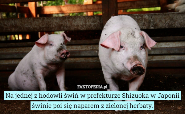 Na jednej z hodowli świń w prefekturze Shizuoka w Japonii świnie poi się naparem z zielonej herbaty. 