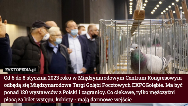 Od 6 do 8 stycznia 2023 roku w Międzynarodowym Centrum Kongresowym odbędą się Międzynarodowe Targi Gołębi Pocztowych EXPOGołębie. Ma być ponad 120 wystawców z Polski i zagranicy. Co ciekawe, tylko mężczyźni płacą za bilet wstępu, kobiety - mają darmowe wejście. 