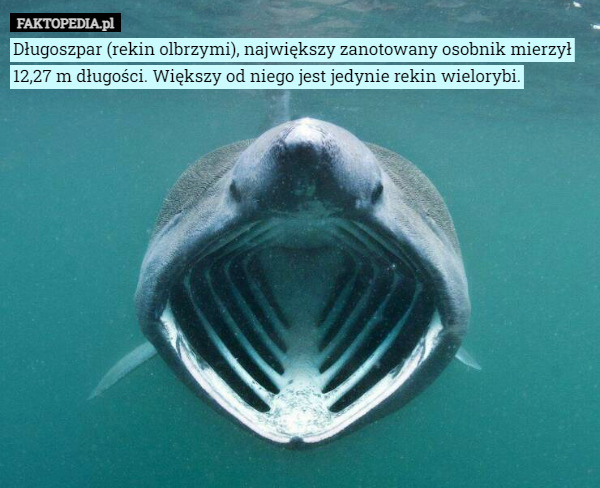 Długoszpar (rekin olbrzymi), największy zanotowany osobnik mierzył 12,27 m długości. Większy od niego jest jedynie rekin wielorybi. 