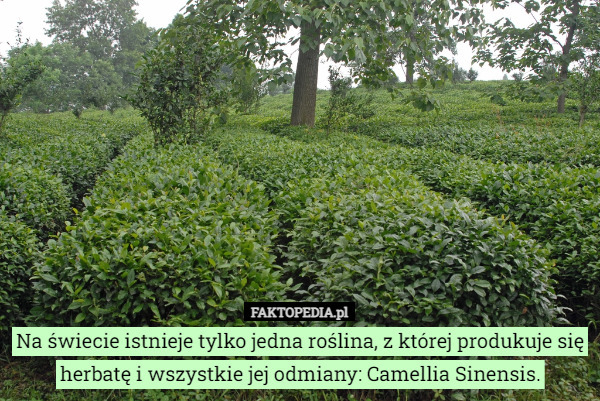 Na świecie istnieje tylko jedna roślina, z której produkuje się herbatę i wszystkie jej odmiany: Camellia Sinensis. 