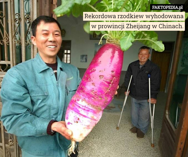 Rekordowa rzodkiew wyhodowana
 w prowincji Zheijang w Chinach. 