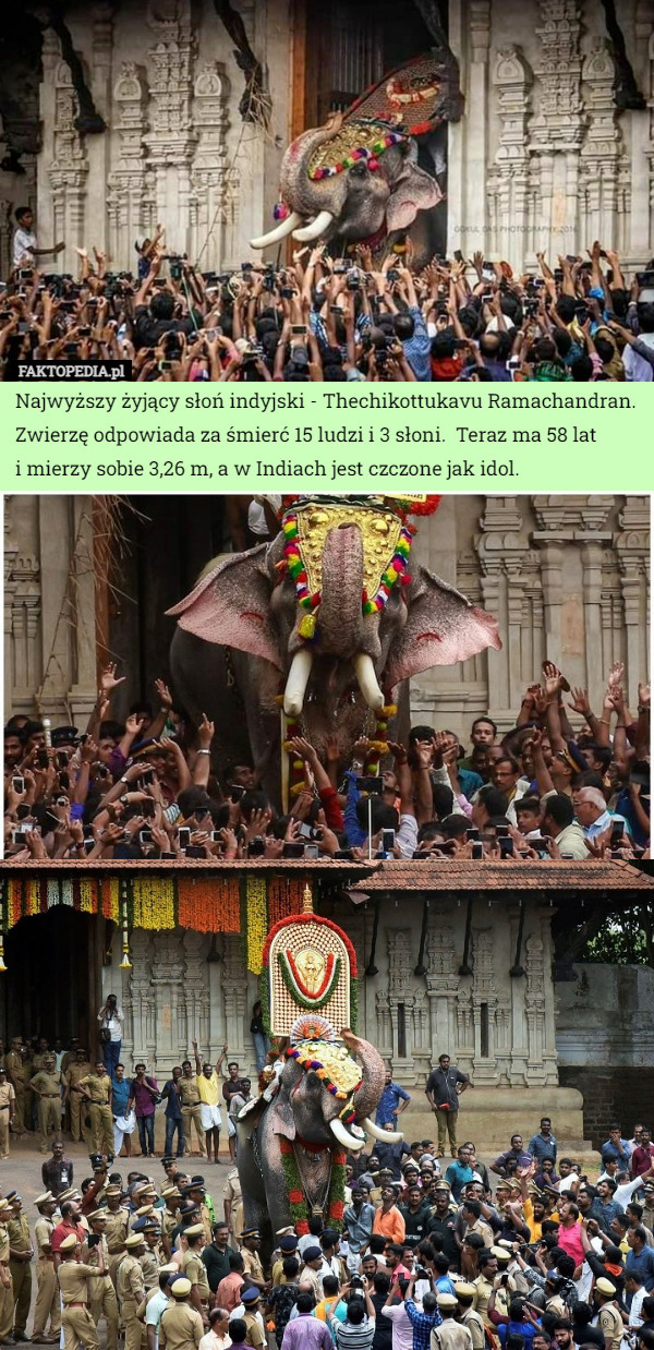 Najwyższy żyjący słoń indyjski - Thechikottukavu Ramachandran. Zwierzę odpowiada za śmierć 15 ludzi i 3 słoni.  Teraz ma 58 lat
 i mierzy sobie 3,26 m, a w Indiach jest czczone jak idol. 