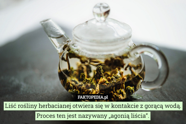 Liść rośliny herbacianej otwiera się w kontakcie z gorącą wodą. Proces ten jest nazywany „agonią liścia”. 