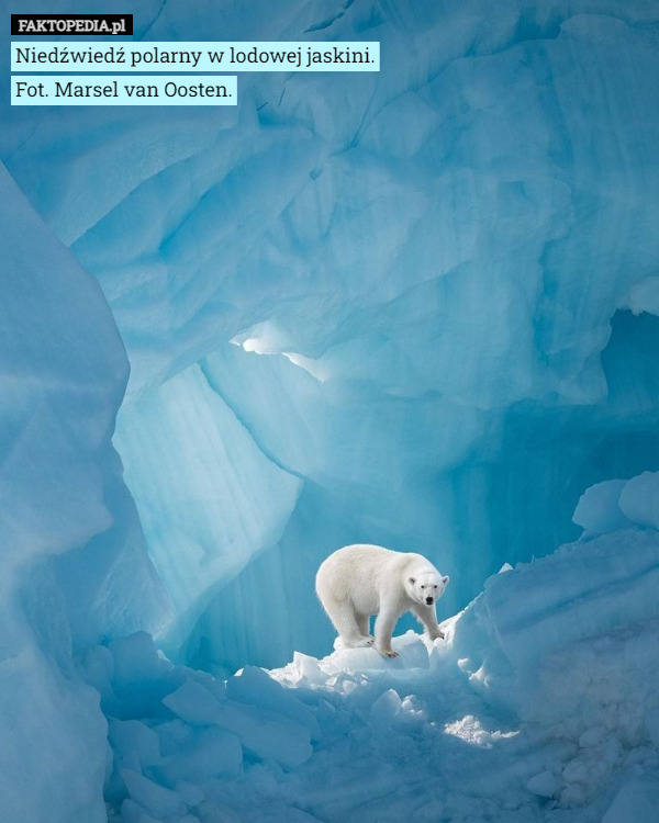 Niedźwiedź polarny w lodowej jaskini.
Fot. Marsel van Oosten. 