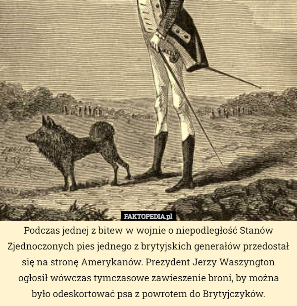 Podczas jednej z bitew w wojnie o niepodległość Stanów Zjednoczonych pies jednego z brytyjskich generałów przedostał się na stronę Amerykanów. Prezydent Jerzy Waszyngton ogłosił wówczas tymczasowe zawieszenie broni, by można
 było odeskortować psa z powrotem do Brytyjczyków. 