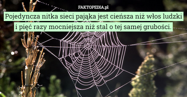 Pojedyncza nitka sieci pająka jest cieńsza niż włos ludzki i pięć razy mocniejsza niż stal o tej samej grubości. 