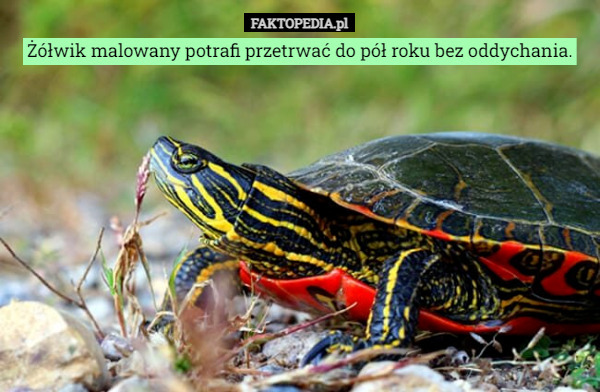 Żółwik malowany potrafi przetrwać do pół roku bez oddychania. 