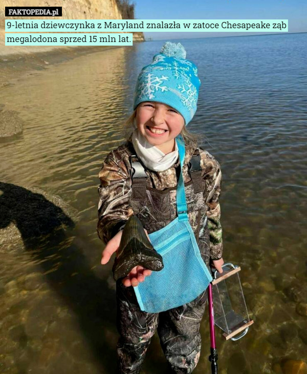 9-letnia dziewczynka z Maryland znalazła w zatoce Chesapeake ząb megalodona sprzed 15 mln lat. 