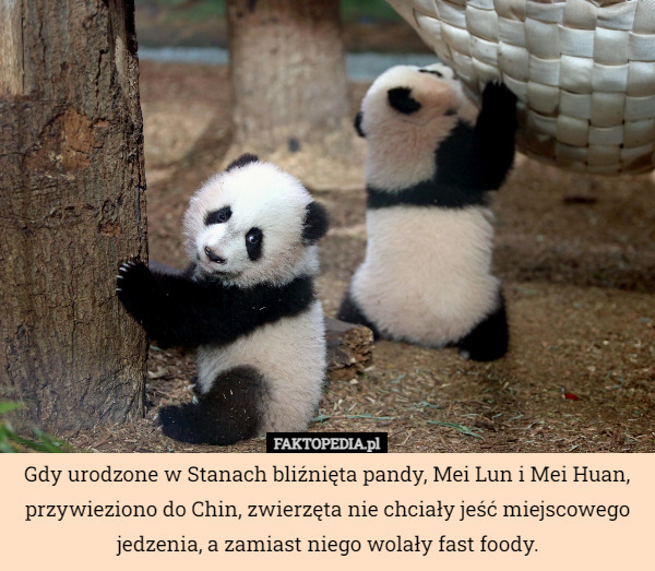 Gdy urodzone w Stanach bliźnięta pandy, Mei Lun i Mei Huan, przywieziono do Chin, zwierzęta nie chciały jeść miejscowego jedzenia, a zamiast niego wolały fast foody. 