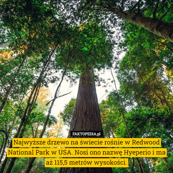 Najwyższe drzewo na świecie rośnie w Redwood National Park w USA. Nosi ono nazwę Hyeperio i ma aż 115,5 metrów wysokości. 