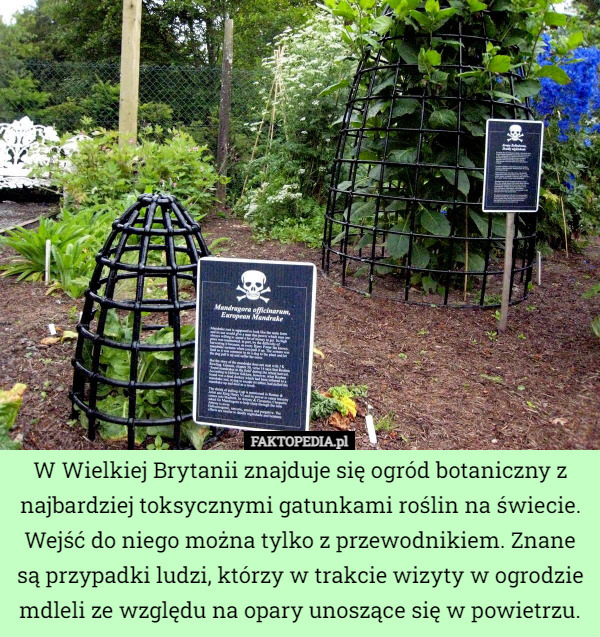 W Wielkiej Brytanii znajduje się ogród botaniczny z najbardziej toksycznymi gatunkami roślin na świecie. Wejść do niego można tylko z przewodnikiem. Znane są przypadki ludzi, którzy w trakcie wizyty w ogrodzie mdleli ze względu na opary unoszące się w powietrzu. 