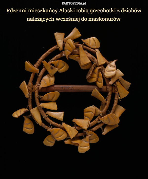 Rdzenni mieszkańcy Alaski robią grzechotki z dziobów należących wcześniej do maskonurów. 