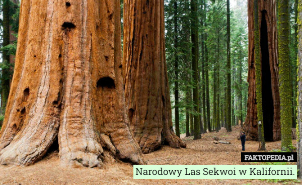 Narodowy Las Sekwoi w Kalifornii. 