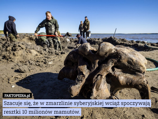 Szacuje się, że w zmarzlinie syberyjskiej wciąż spoczywają resztki 10 milionów mamutów. 