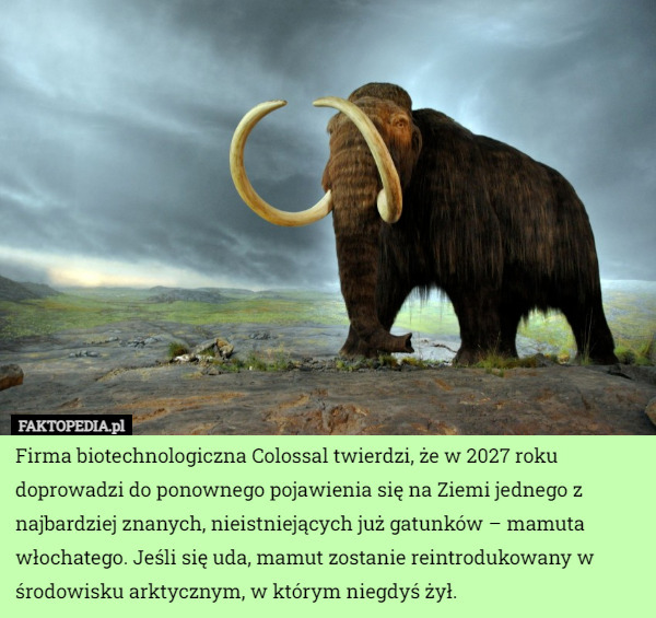 Firma biotechnologiczna Colossal twierdzi, że w 2027 roku doprowadzi do ponownego pojawienia się na Ziemi jednego z najbardziej znanych, nieistniejących już gatunków – mamuta włochatego. Jeśli się uda, mamut zostanie reintrodukowany w środowisku arktycznym, w którym niegdyś żył. 
