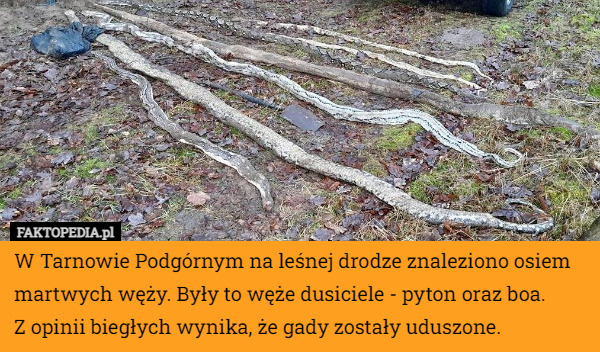 W Tarnowie Podgórnym na leśnej drodze znaleziono osiem martwych węży. Były to węże dusiciele - pyton oraz boa.
 Z opinii biegłych wynika, że gady zostały uduszone. 