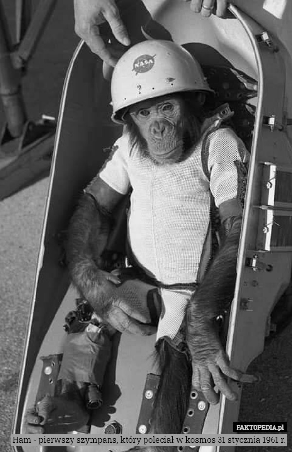 Ham - pierwszy szympans, który poleciał w kosmos 31 stycznia 1961 r. 