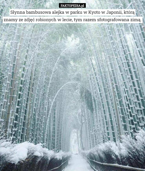 Słynna bambusowa alejka w parku w Kyoto w Japonii, którą znamy ze zdjęć robionych w lecie, tym razem sfotografowana zimą. 