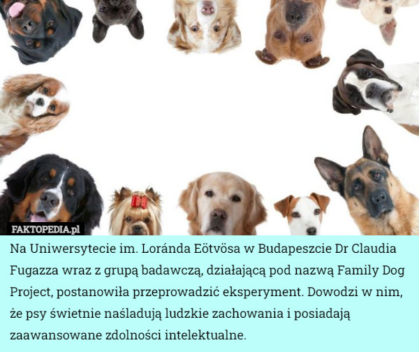 Na Uniwersytecie im. Loránda Eötvösa w Budapeszcie Dr Claudia Fugazza wraz z grupą badawczą, działającą pod nazwą Family Dog Project, postanowiła przeprowadzić eksperyment. Dowodzi w nim, że psy świetnie naśladują ludzkie zachowania i posiadają zaawansowane zdolności intelektualne. 