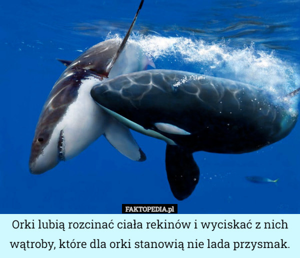 Orki lubią rozcinać ciała rekinów i wyciskać z nich wątroby, które dla orki stanowią nie lada przysmak. 