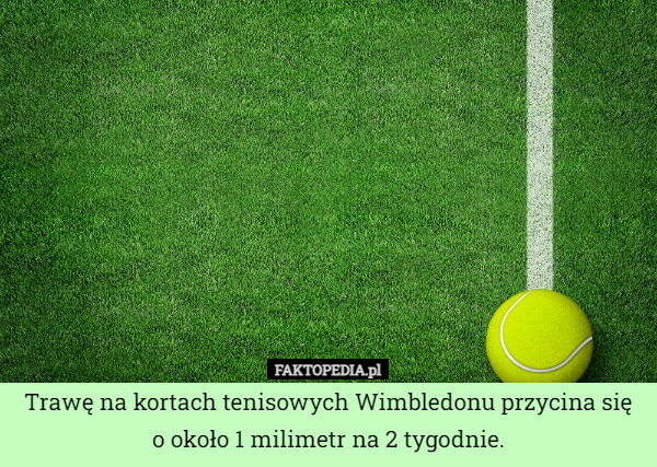 Trawę na kortach tenisowych Wimbledonu przycina się o około 1 milimetr na 2 tygodnie. 