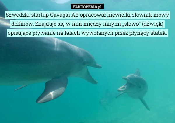 Szwedzki startup Gavagai AB opracował niewielki słownik mowy delfinów. Znajduje się w nim między innymi „słowo” (dźwięk) opisujące pływanie na falach wywołanych przez płynący statek. 