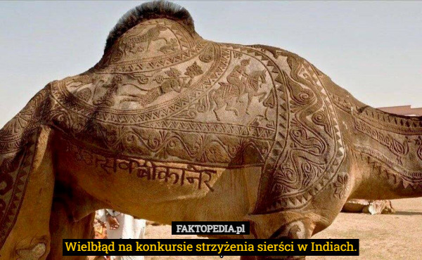 Wielbłąd na konkursie strzyżenia sierści w Indiach. 