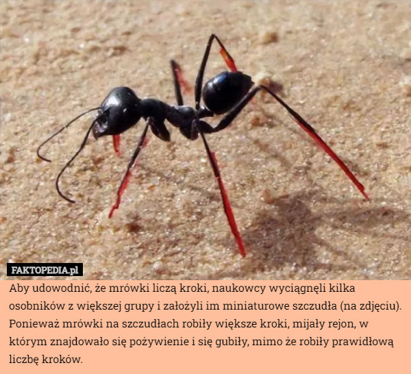 Aby udowodnić, że mrówki liczą kroki, naukowcy wyciągnęli kilka osobników z większej grupy i założyli im miniaturowe szczudła (na zdjęciu). Ponieważ mrówki na szczudłach robiły większe kroki, mijały rejon, w którym znajdowało się pożywienie i się gubiły, mimo że robiły prawidłową liczbę kroków. 