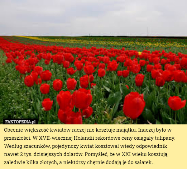 Obecnie większość kwiatów raczej nie kosztuje majątku. Inaczej było w przeszłości. W XVII-wiecznej Holandii rekordowe ceny osiągały tulipany. Według szacunków, pojedynczy kwiat kosztował wtedy odpowiednik nawet 2 tys. dzisiejszych dolarów. Pomyśleć, że w XXI wieku kosztują zaledwie kilka złotych, a niektórzy chętnie dodają je do sałatek. 