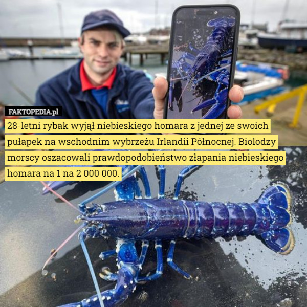 28-letni rybak wyjął niebieskiego homara z jednej ze swoich pułapek na wschodnim wybrzeżu Irlandii Północnej. Biolodzy morscy oszacowali prawdopodobieństwo złapania niebieskiego homara na 1 na 2 000 000. 