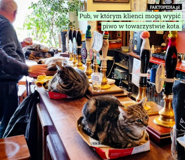Pub, w którym klienci mogą wypić piwo w towarzystwie kota. 